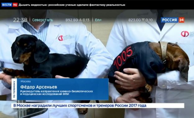 Russia's dog experiment enrages animal rights activists
