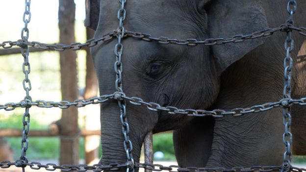 Elefante en centro de conservación