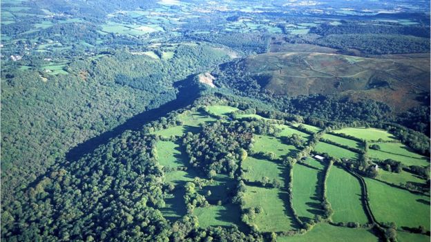 Hisley wood in Devon