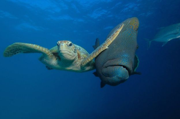 Tortuga dándole un cachetazo a un pez. Foto: Troy Mayne