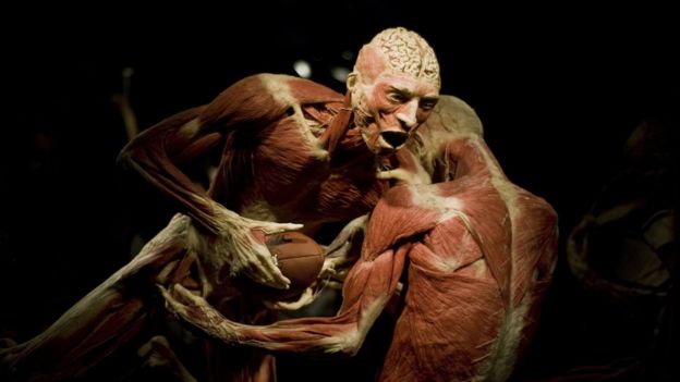 Muñecos de plastilina mostrando los músculos del cuerpo humano.