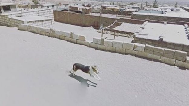 Собака преследует автомобиль Google в городе Арекипа, Перу