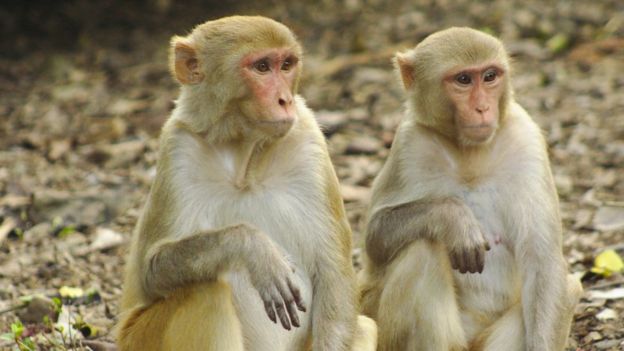 Pair of monkeys