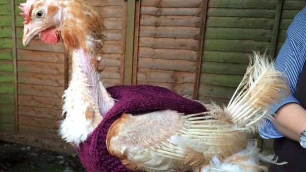 Agnes is one of three ex-battery farm hens to be given a woolly jumper at Thirsk Birds of Prey Centre
