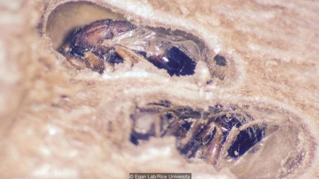 As vespas Bassettia pallida wasps morrem nos buracos que elas mesmas criaram