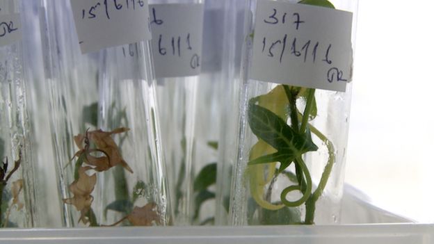 Selective breeding creates a disease-resistant and drought-tolerant potato