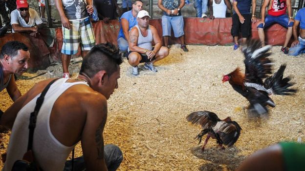 Pelea de gallos en Cuba.