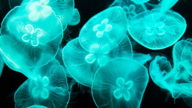 Medusas