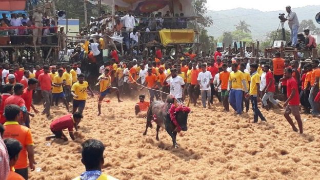 ஜல்லிக்கட்டு