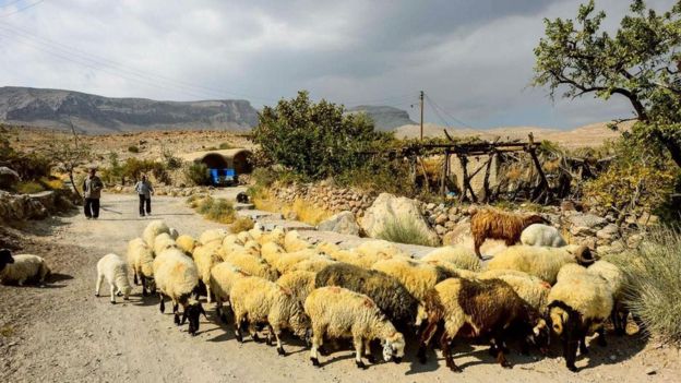 مجموعة من الأغنام في قرية ميمند الإيرانية