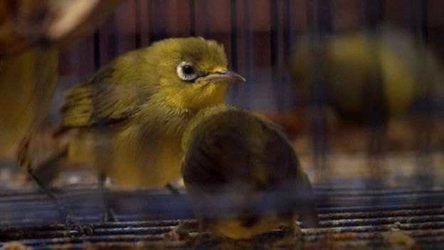 Ave enjaulada