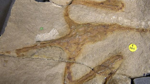 Salltopus Fossil of