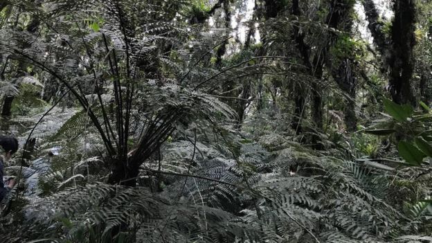 Floresta tropical na região da cratera