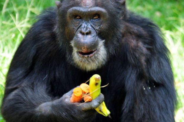 Un chimpancé con unas frutas