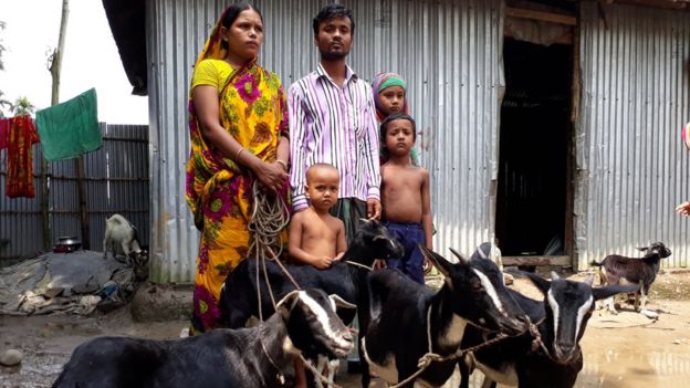 পশ্চিমবঙ্গের কোচবিহারের সামিদুল হক ও তার পরিবার লালমনিরহাট সদর উপজেলার এক গ্রামে এক পরিচিতর বাড়িতে এসে আশ্রয় নিয়েছেন, সাথে নিয়ে এসেছেন তার প্রিয় গবাদি পশুগুলোও।