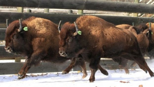 Wild bison destined for Banff National Park (06 February 2017)