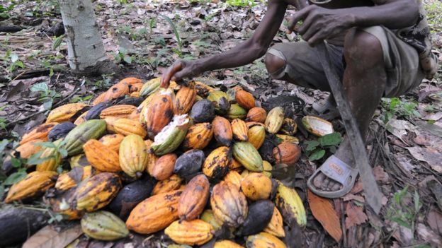 Un trabajador recolecta las vainas de cacao.