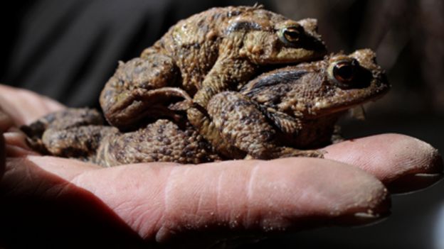 ranas copulando
