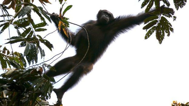 Sokwe katika nchi ya Cameroon,Afrika ya kati na Congo wanakabiliwa na tishio la ujangili