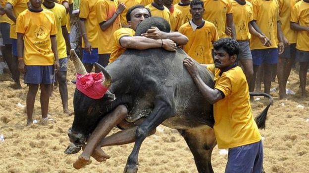Pandian Ranjith tames a bull