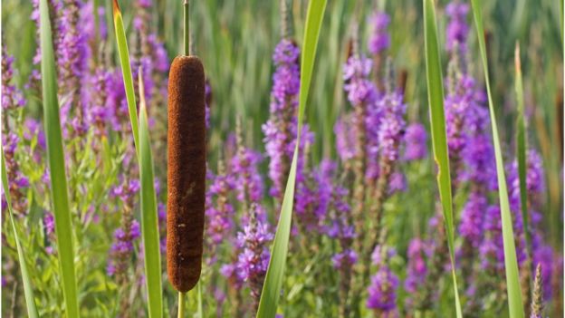 cattails