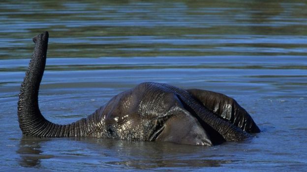 Un elefante en el agua