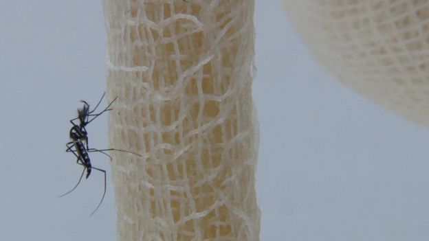 Mosquito