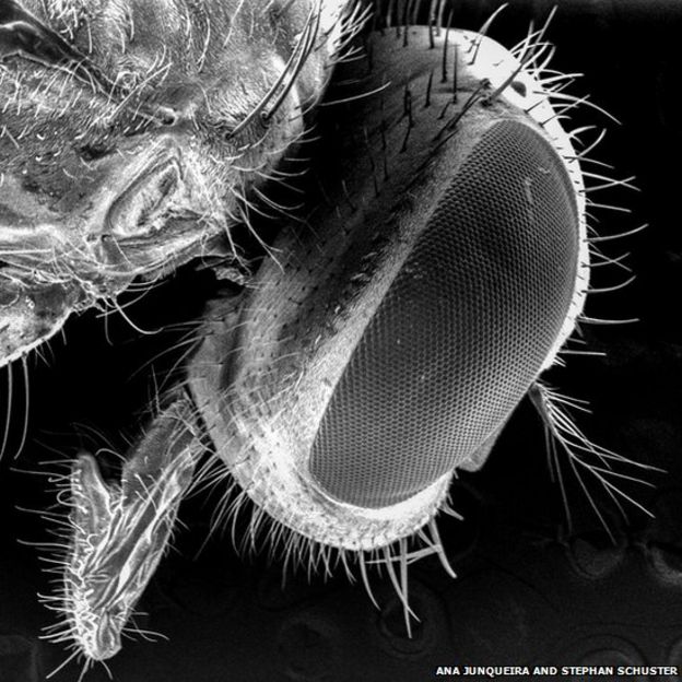 Cabeza de un moscardón bajo un microscopio de electrones