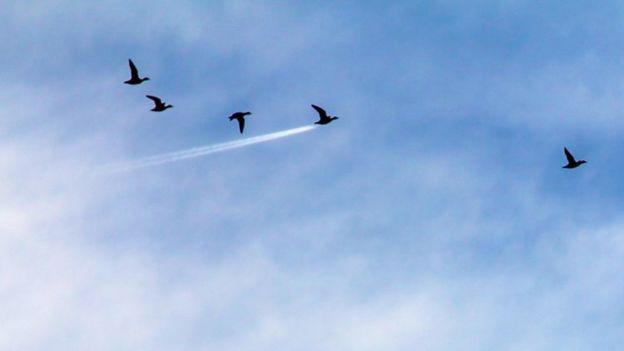 Aves volando. Foto: John Threlfall