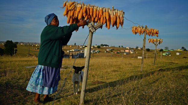 Nono, an elderly maize farmer, inspects maize which has been hung out to dry in Qunu on June 28, 2013. Qunu is where former South African President Nelson Mandela grew up.