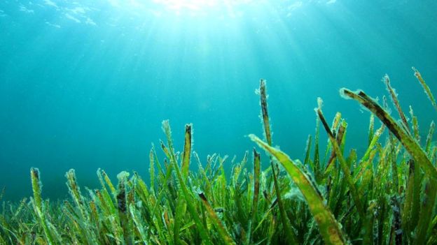 Морские водоросли могли бы стать более экологичной альтернативой некоторым зерновым, выращиваемым на суше