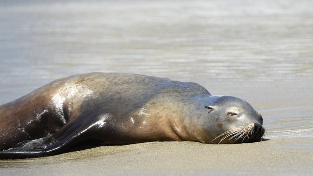 León marino en California