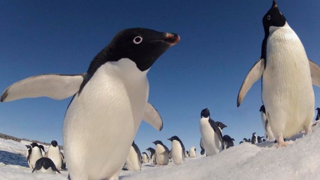 அண்டார்டிகாவில் வசிக்கும் அடிலி பென்குயின்கள்