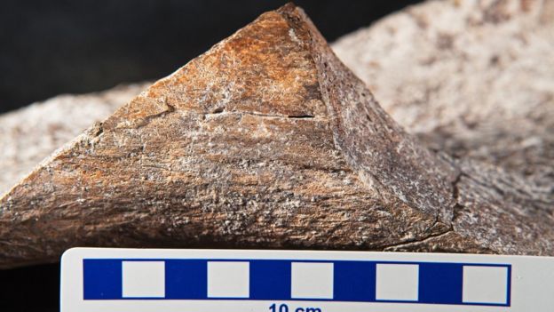 Mastodon bone