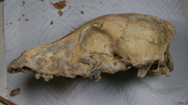 Crânio de cão primitivo