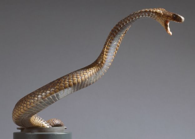 Egyptian cobra