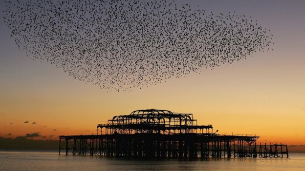 الطائرات من دون طيار ستعمل قريبا في أسراب كالطيور