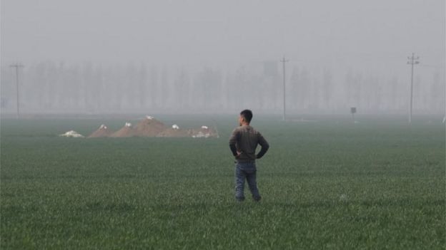 Man stands in a field in Rongcheng county, Hebei