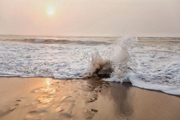 A female Olive Ridley enters the Bay of Bengal after nesting