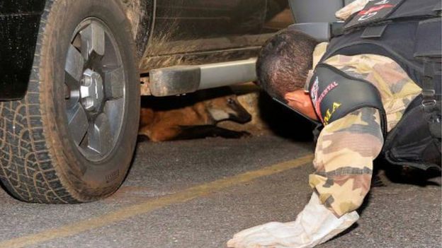 Policial tenta alcançar lobo-guará embaixo de carro
