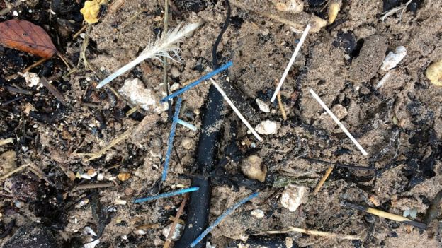 Cotton buds on beach