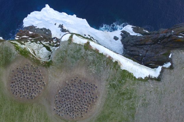 Imágenes aéreas con cuadricóptero de las colonias reproductoras de pingüinos adelaida en la isla Heroína, Islas de peligro, Antártida
