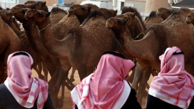 Saudi men stand next to camels as they participate in King Abdulaziz Camel Festival in Rimah Governorate, north-east of Riyadh, Saudi Arabia January 19, 2018