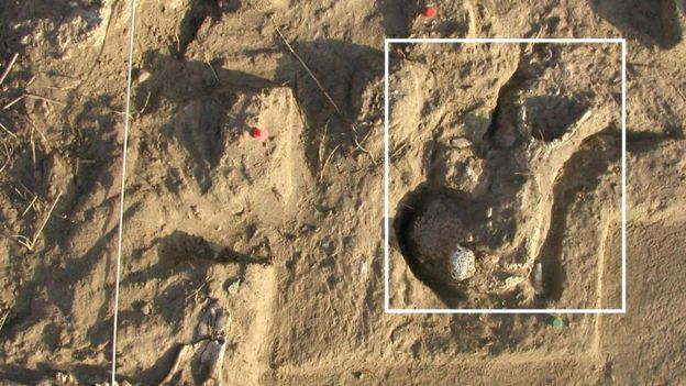 İspaniyada yeni paleontoloji materiallar aşkar edilib