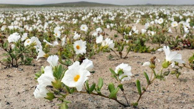 atacama