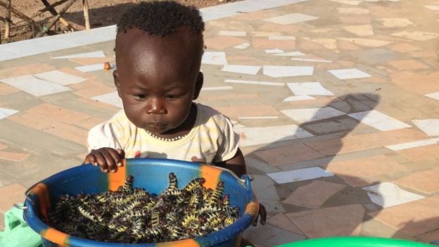 在布基納法索，一個小童對桶裏裝著的毛毛蟲很感興趣