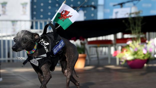 Chase, un perro cruza que representaba a Gales, se quedó con el tercer lugar.