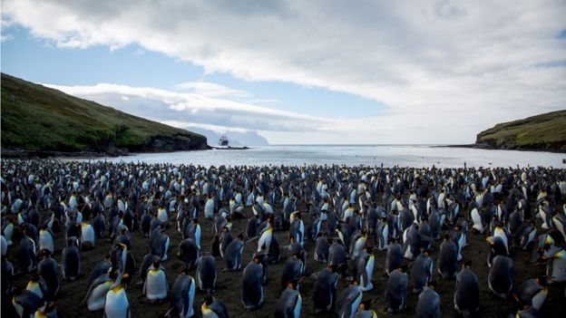 pinguinos