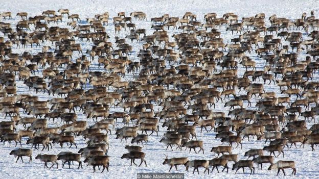 कनाडा का आख़िरी आर्कटिक गांव 'तुक्तोयकतुक'