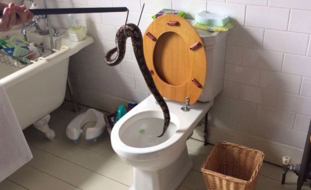 The snake is hooked out of the toilet